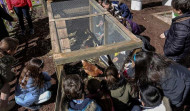 Un gallinero revoluciona 
la educación en un colegio