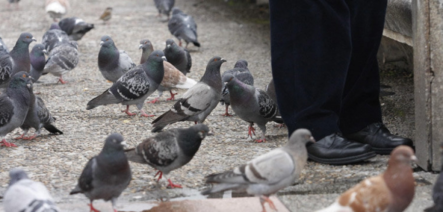 El Concello saca a licitación el control anual de la población de gaviotas