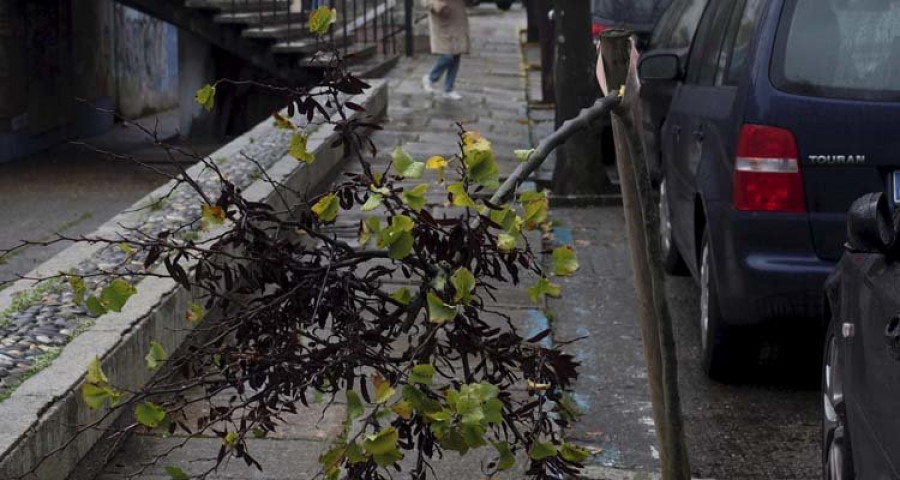 El vandalismo dejó en la noche 
de ayer varios árboles destrozados en la zona de la plaza de Armas