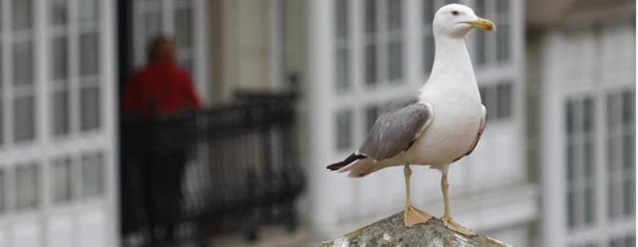 Vecinos de A Magdalena denuncian la proliferación de gaviotas en el centro urbano