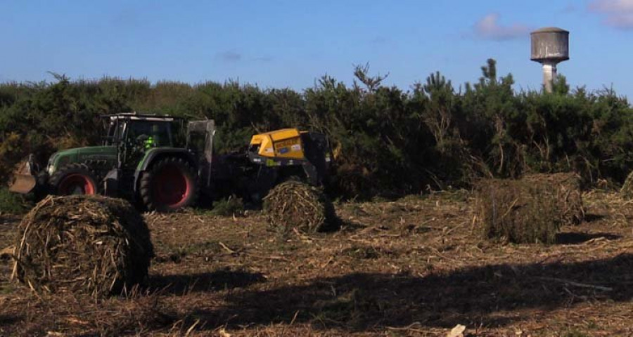 El proyecto “EnerbioScrub” logra aprovechar el matorral de la zona como biocombustible