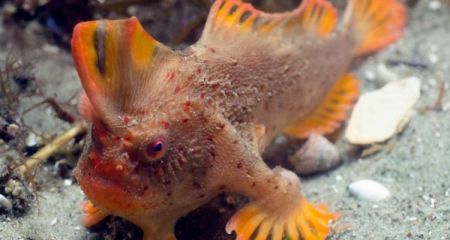 Descubren en Australia una población de peces que “caminan”