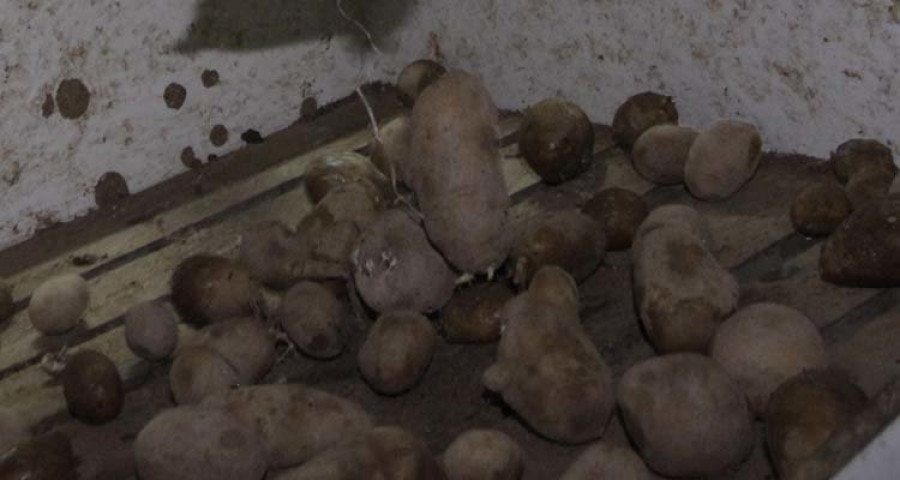 La Xunta inicia en Cabanas y Ares la recogida de la patata sembrada
