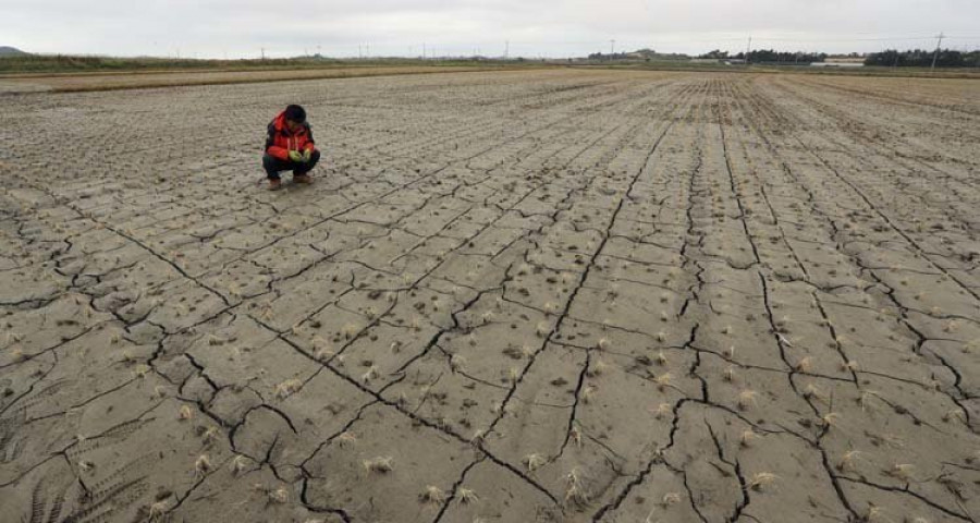 El vinagre ayuda a las plantas a combatir la sequía