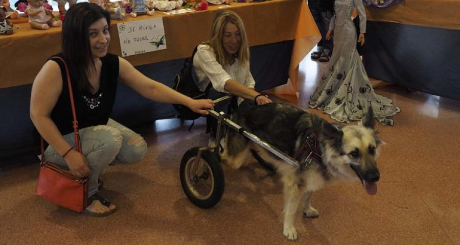 Neda se vuelca en conseguir fondos para que la perrita 
Lisa vuelva a andar