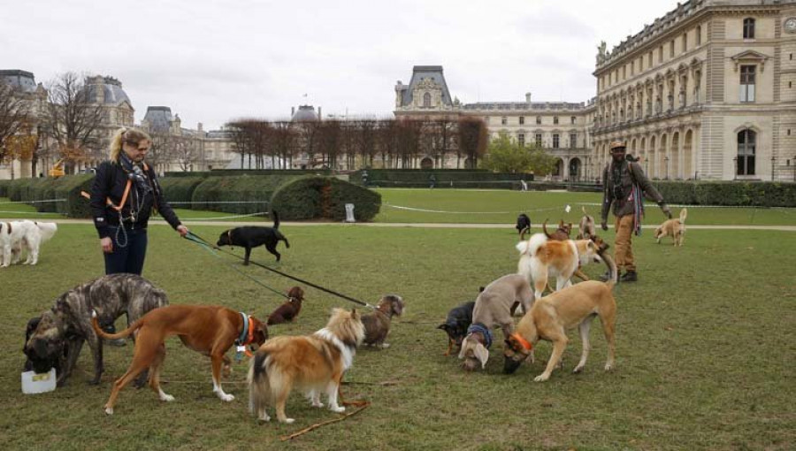 Los perros son capaces de recordar lo que hacen sus dueños