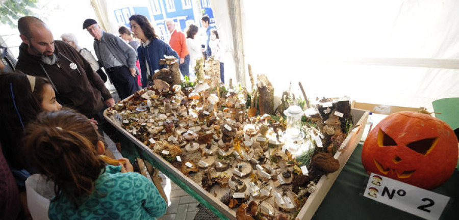 Concursos, exposiciones y gastronomía en la XXVII Feira de Fungos e Cogomelos pontesa