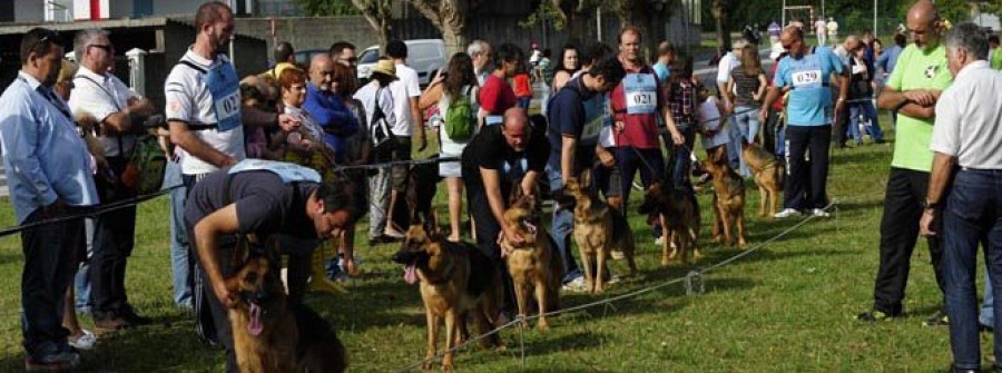 El “Cidade de Narón” convierte  al municipio en la capital de los perros Pastor Alemán