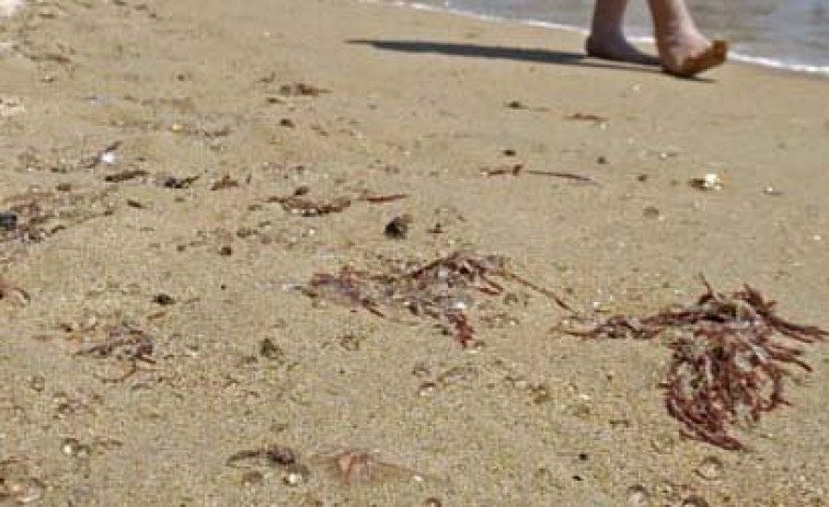 Alertan de la presencia de ejemplares de carabelas portuguesas en las playas de Ferrol