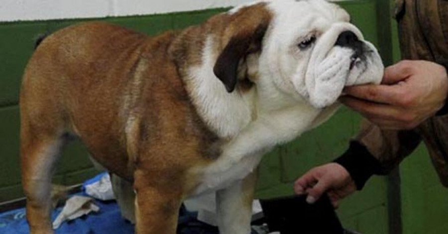 Sedes acogió ayer  una concurrida Exposición Nacional Canina pese al mal tiempo registrado