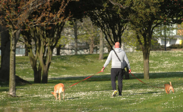 La mitad de los propietarios de perros tienen dudas a la hora de llevarlos en coche