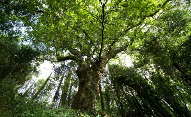 O Avó, el carballo del Banquete de Conxo, candidato a Árbol Europeo de 2022