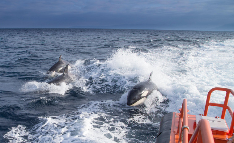 Un estudio tratará de minimizar los impactos de las orcas en embarcaciones para mayor seguridad