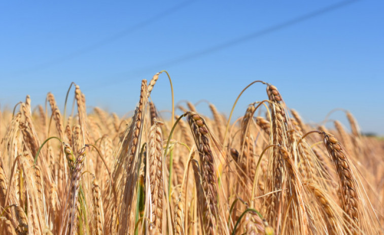 Serbia prohíbe la exportación de trigo, maíz, harina y aceite