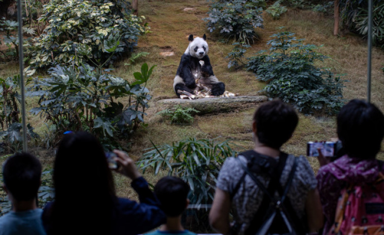 El último oso panda gigante europeo vivió  hace seis millones de años en Bulgaria