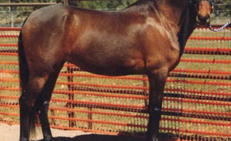Tres investigados en Ferrol por robar un caballo supuestamente abandonado en Cerceda