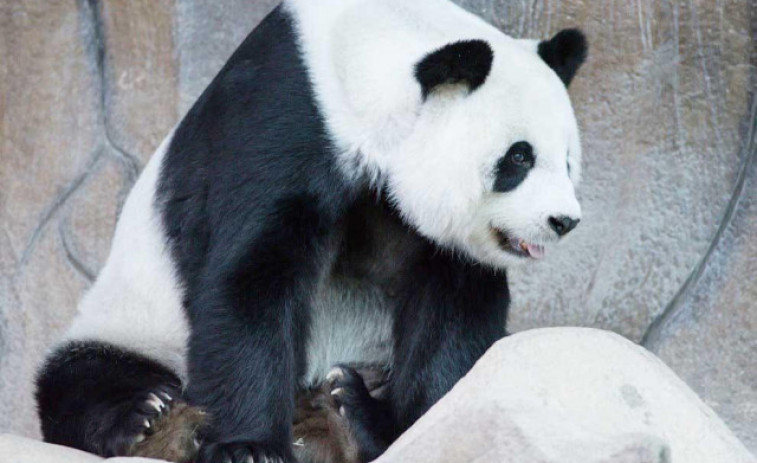 Fallece Lin Hui, el último panda cedido por China que quedaba en Tailandia