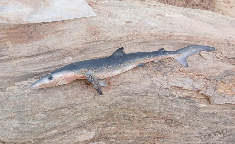 Localizado en la playa de Outeiro, en Doniños, el cadáver de una cría de tiburón azul