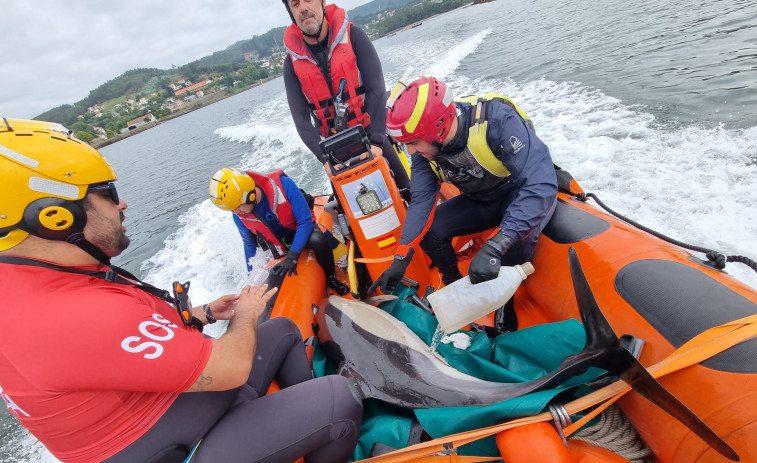 Protección Civil asiste a una manada de 15 delfines que  no lograban salir de la ría