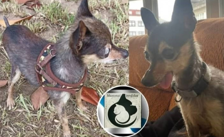 Solicitan la colaboración ciudadana para localizar un perro perdido en Ferrol
