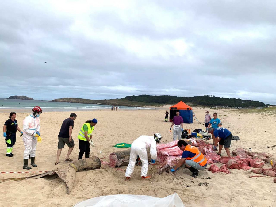 Despiezan y retiran el tiburón aparecido en la playa de Doniños, en Ferrol