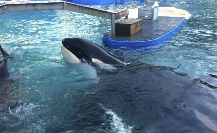 Muere Lolita, la orca cautiva desde 1970 en Miami
