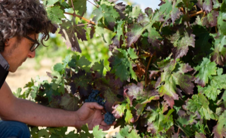 Bodega Viñas del Cénit presenta Field Blend: consulta aquí el especial Gastro Ideal