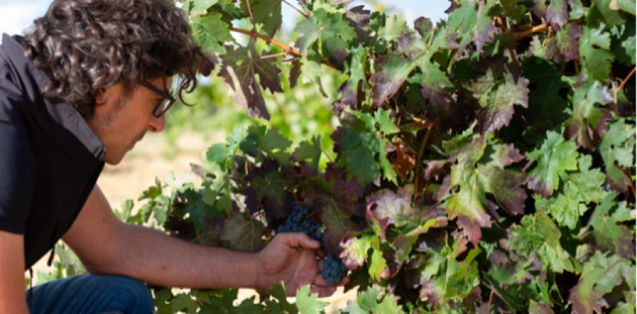 Bodega Viñas del Cénit presenta Field Blend: consulta aquí el especial Gastro Ideal