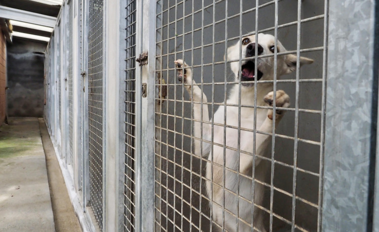 La ciudad de Ferrol tiene el doble  de perros que menores de 14 años