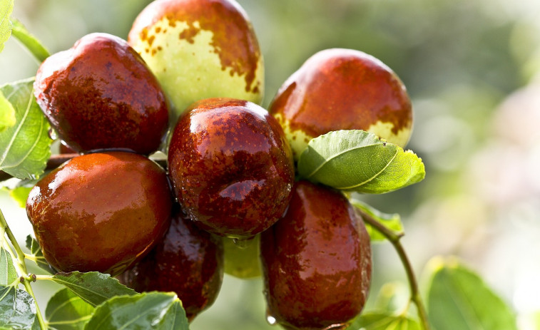 AGFA do Eume y San Sadurniño organizan un nuevo curso de fruticultura