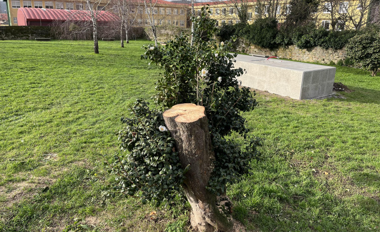 Tareas de regeneración de la camelia japónica del parque Antón Varela de Canido