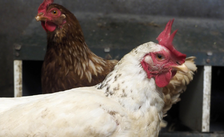 La regularización de gallineros aumentó un 40% en tres semanas
