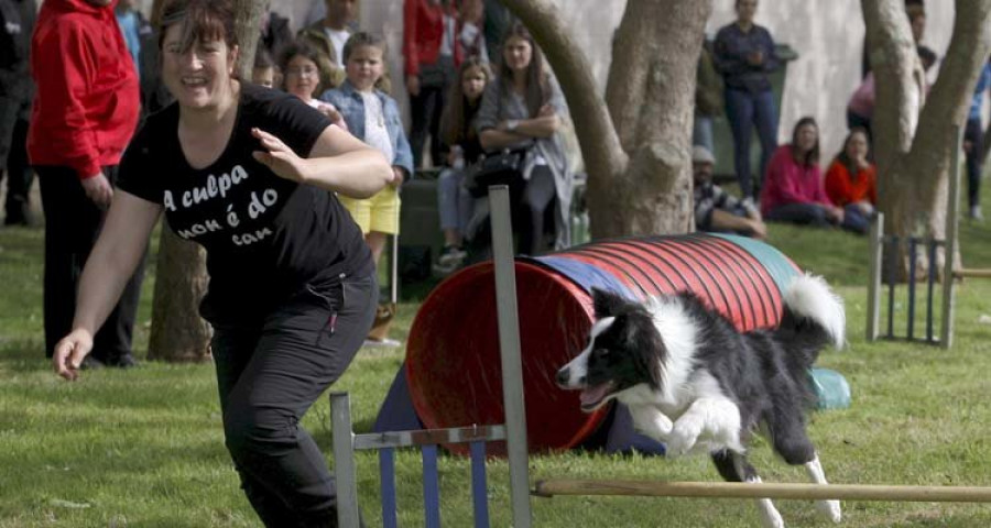 Exhibiciones caninas, un desfile solidario y un mercadillo para ayudar a la asociación Cometa