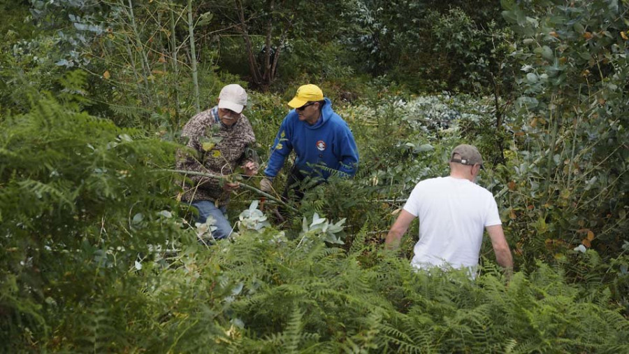 Las brigadas antieucaliptos trabajaron en la limpieza de un monte en la zona de Valón