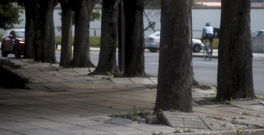 Las raíces de los árboles destrozan aceras y plazas en los distintos barrios