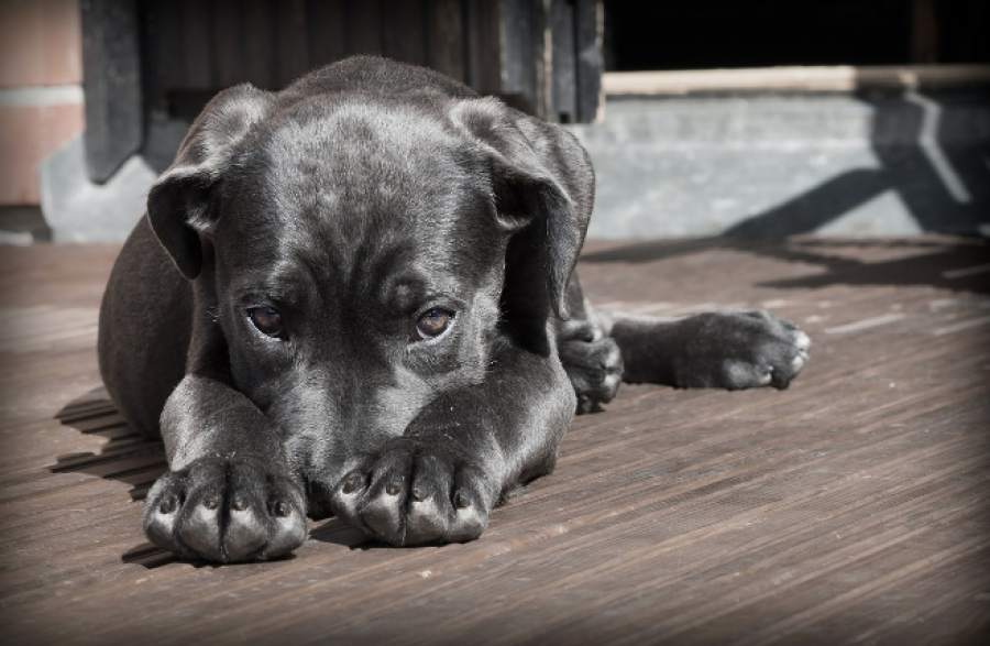 Cómo evitar que la marihuana afecte a tu mascota