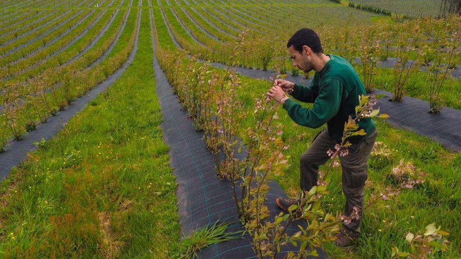 Horticina inicia la recolecta de arándanos en la que esperan obtener 500 toneladas