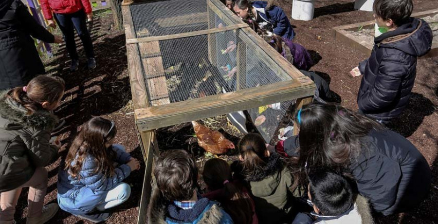 Un gallinero revoluciona 
la educación en un colegio