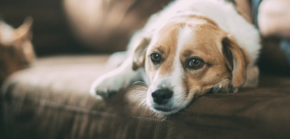 4 beneficios proporcionados por el hecho de tener una mascota