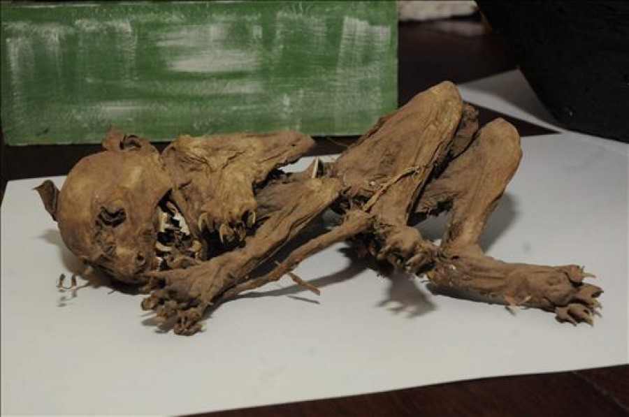 Familia argentina exhibe el esqueleto de un animal parecido al mítico "chupacabras"