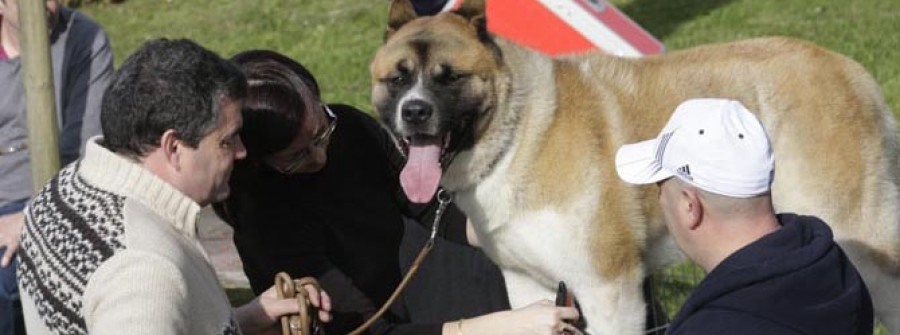 Ciento ochenta perros tomaron parte en la Exposición Nacional Canina Cidade de Narón