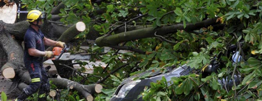 La caída de un árbol causa daños a dos vehículos y heridas leves a un viandante
