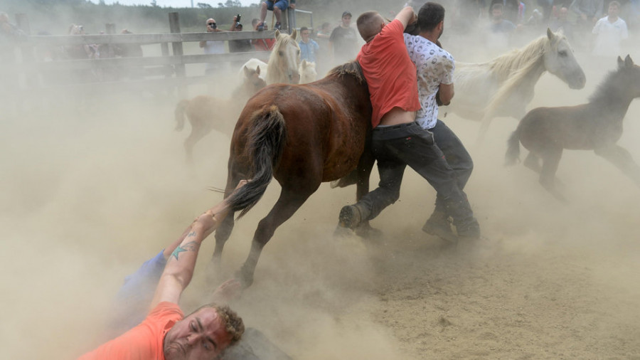 O curro da Capelada reuniu máis de 200 bestas na tradicional Rapa