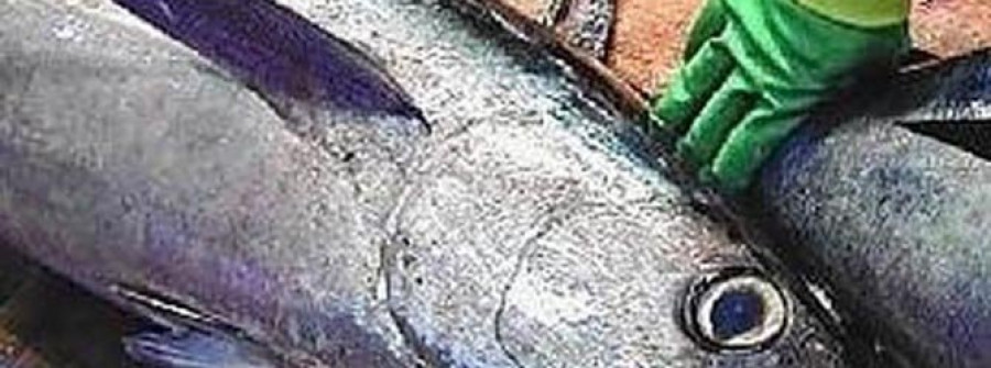 CEDEIRA-La Cofradía de Pescadores pujará esta campaña en la comercialización de bonito del norte