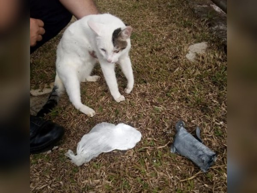 Atrapan a dos gatos que llevaban droga a las cárceles en Costa Rica