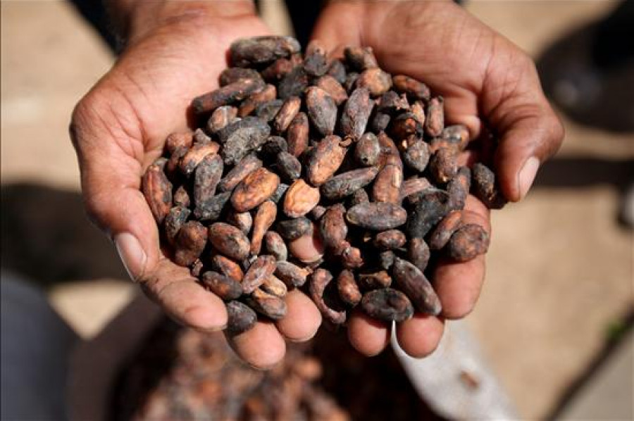El cacao es amazónico y ya se consumía hace 5.500 años