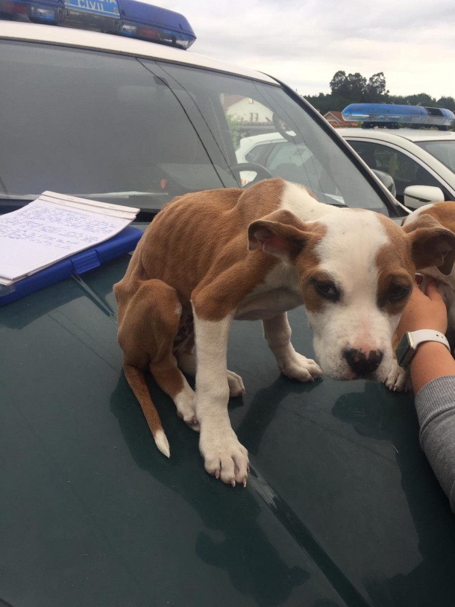 Investigado un vecino de Ames por tener a cuatro perros en avanzada desnutrición y con higiene muy deficiente