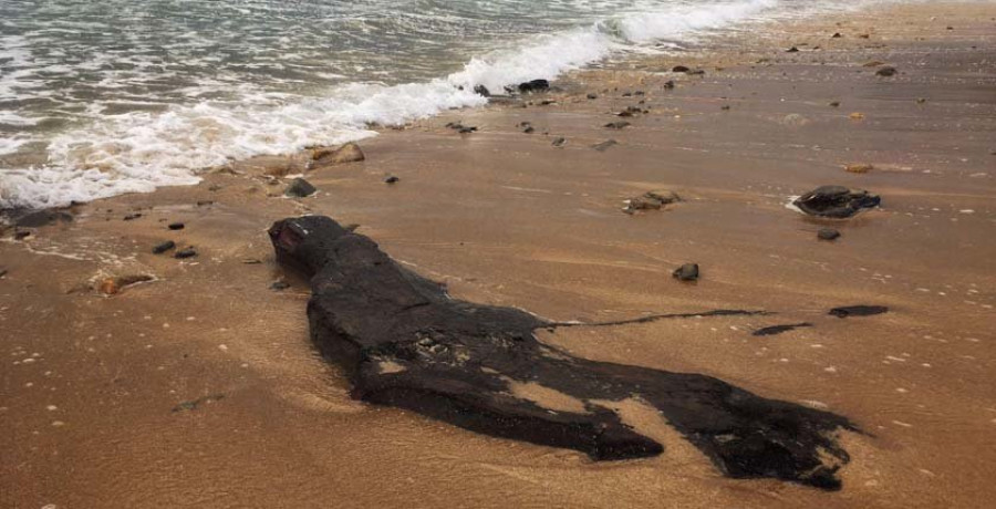 Los efectos del temporal dejan ver el bosque fósil de la playa de Ponzos