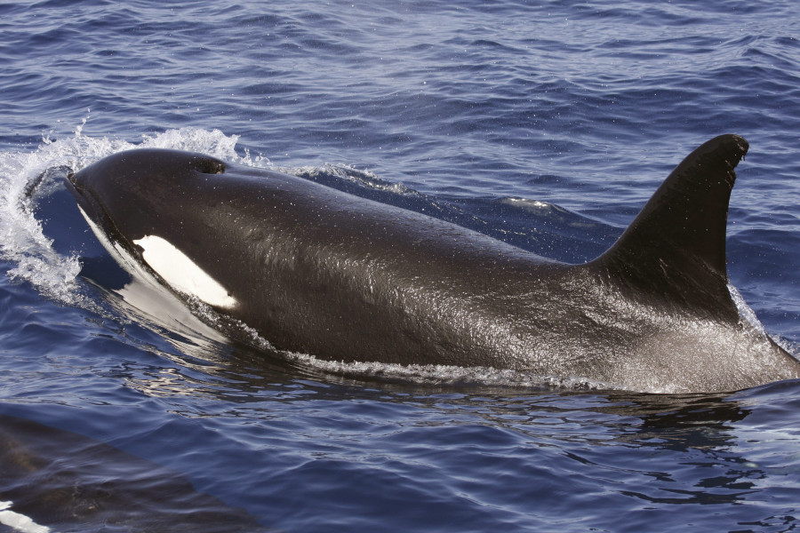 Remolcan  un velero que fue atacado por orcas a seis millas de cabo Prior tras salir de Ferrol