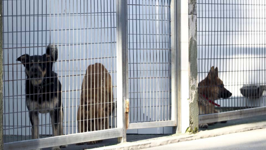 El refugio de animales ampliará las instalaciones con 25 nuevos caniles